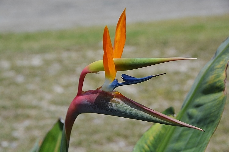 bird of paradise closeup